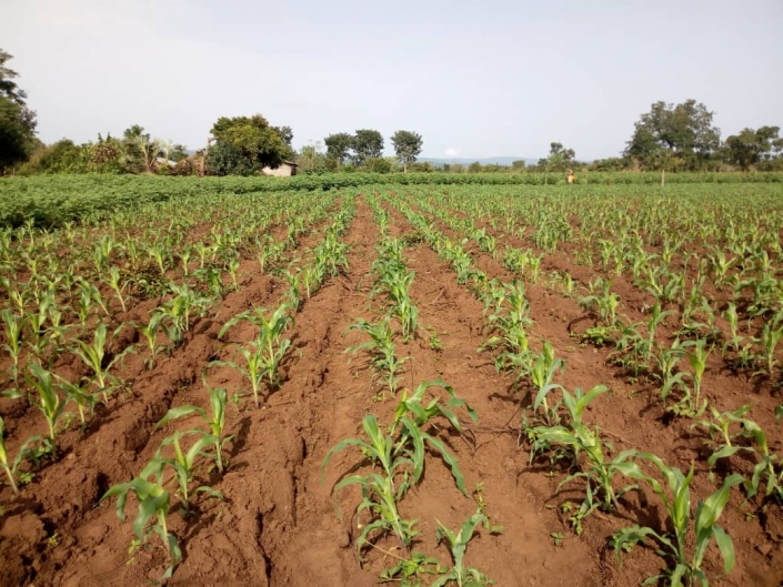 Champ de mais