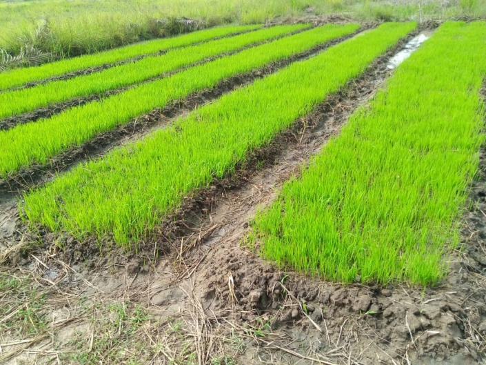 Périmètre PDRD de 8 jours après trempage